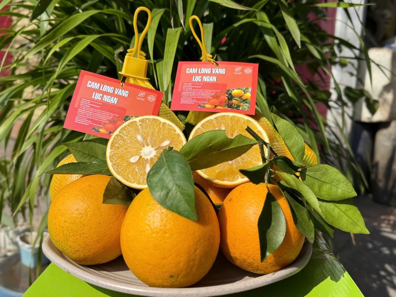 Cam lòng vàng Lục Ngạn - Hợp Tác Xã Dịch Vụ Nông Nghiệp Hằng Hiếu